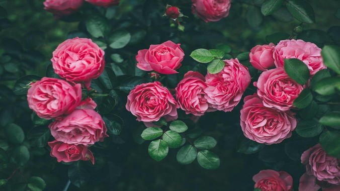 /detail/10971.html